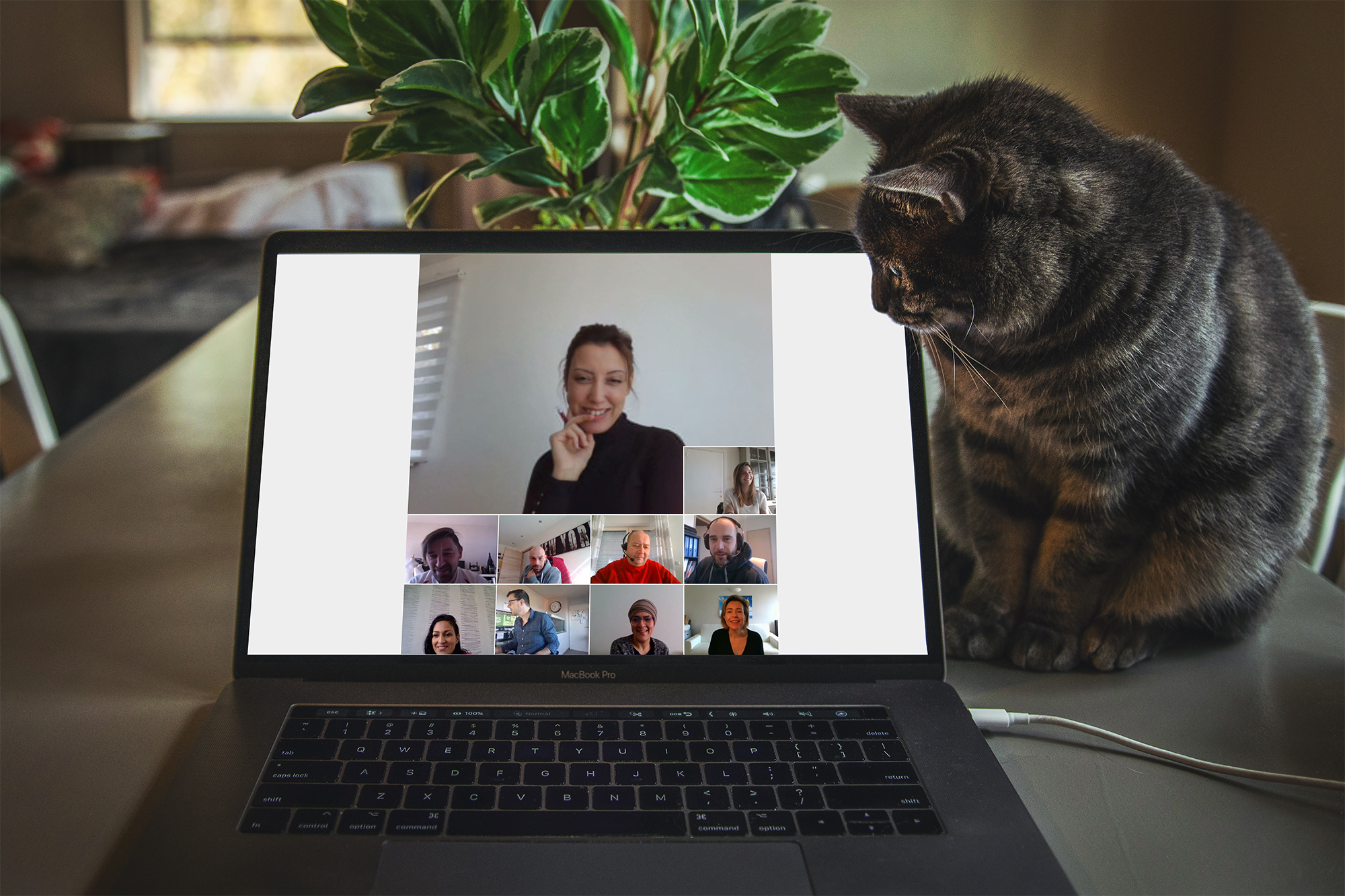 web meeting cat